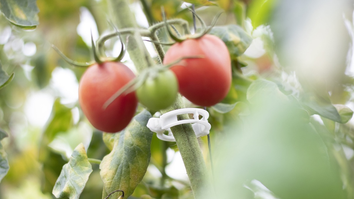 Las rafias y clips fabricados con Mater-Bi® ofrecen las mismas prestaciones que el plástico convencional, pero con la ventaja de ser compostables junto a los restos vegetales, aportando sostenibilidad y ahorro a los agricultores Mater-Bi® en rafias y clips biodegradables y compostables para entutorados agrícolas.jpg